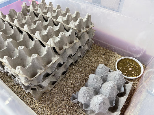 Feeder Cricket Care Guide