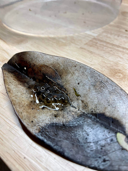 Let's talk tadpoles and froglets! How do I keep them alive?!?!