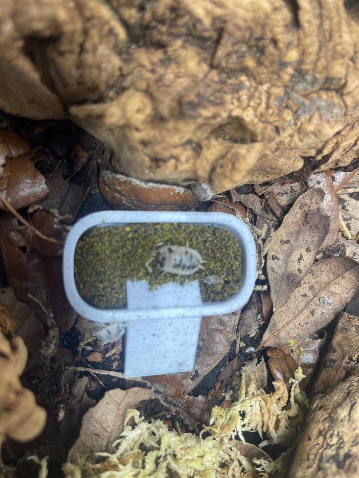 Isopod & Invertebrate Feeding Dish β 3-Pack with Assorted Sizes | Perfect for Bioactive Enclosures & Microfauna