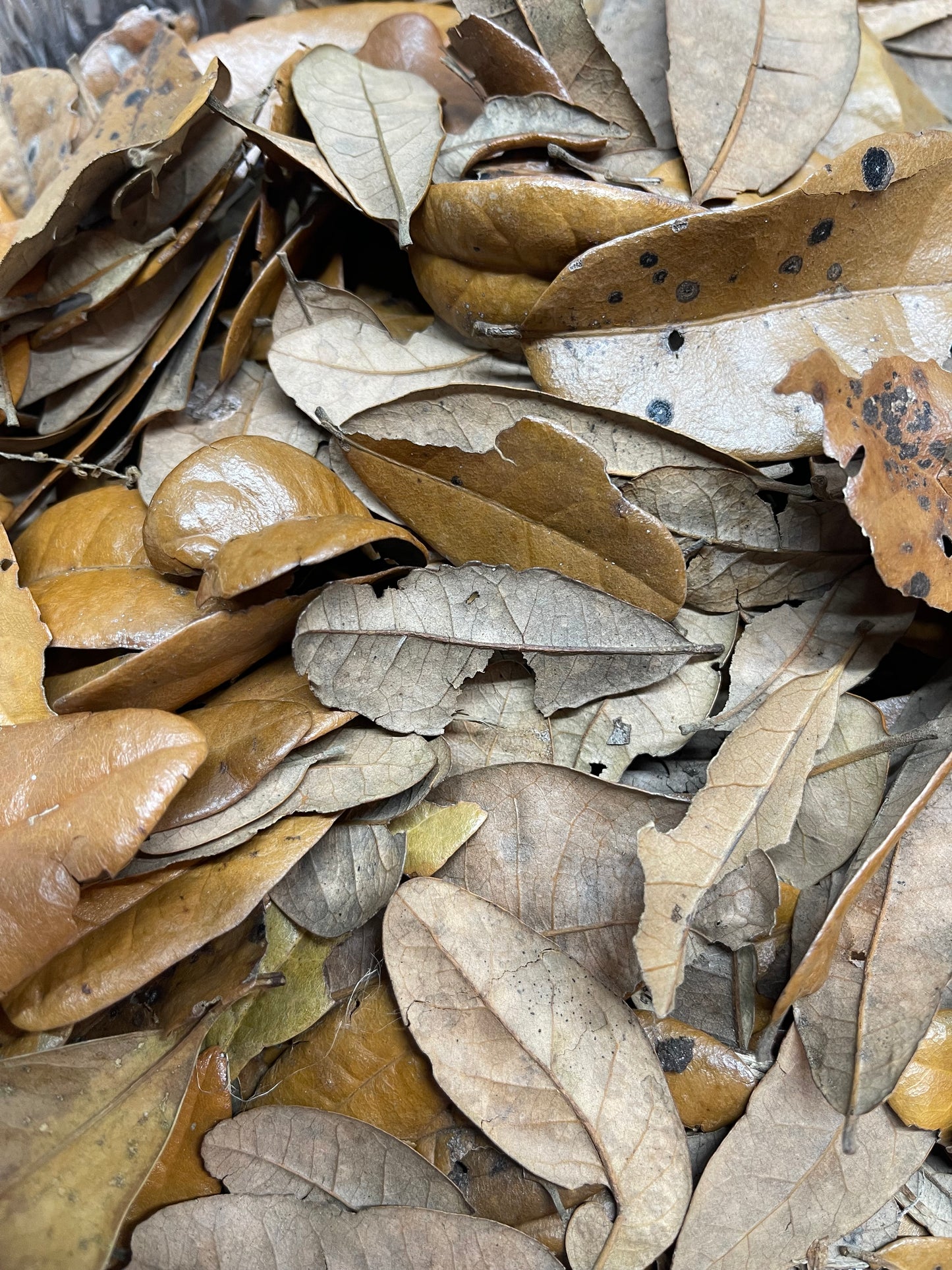 Live Oak Leaf Litter