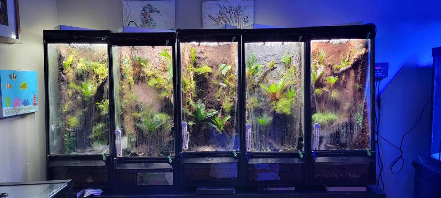 Thrive Ecosystems 12" Quad Vivarium Lights