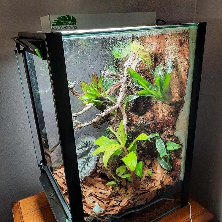 Thrive Ecosystems 12-Inch High CRI Vivarium Light - Full Spectrum LED for Lush Plant Growth and Vibrant Terrariums