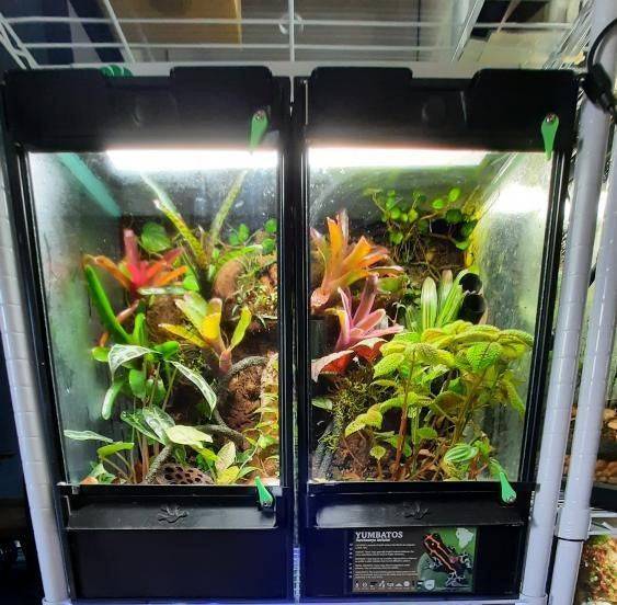 Thrive Ecosystems 18-Inch High Output High CRI Vivarium Light - Full Spectrum LED for Lush Plant Growth and Vibrant Terrariums