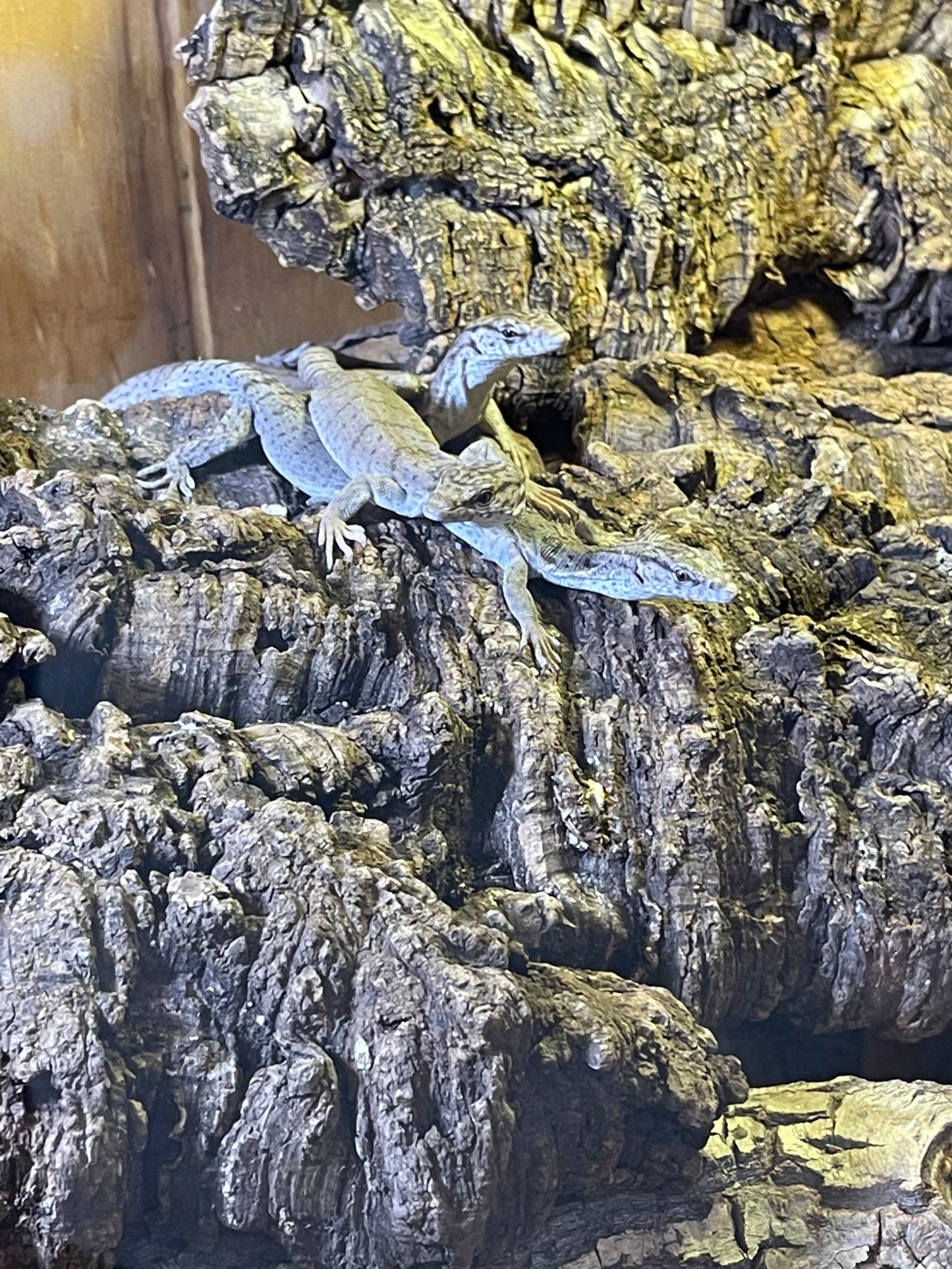Varanus Gilleni