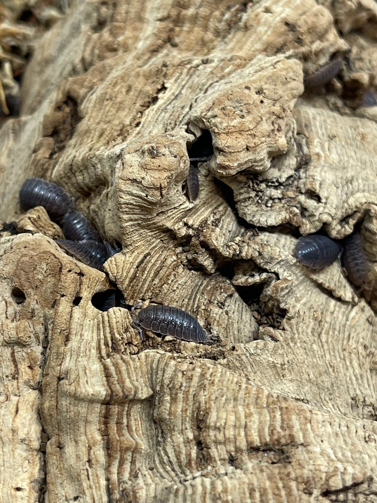 Giant Canyon Isopods