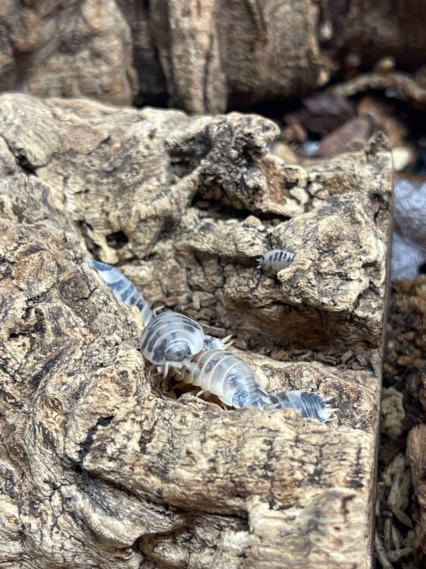 Dairy Cow Isopods
