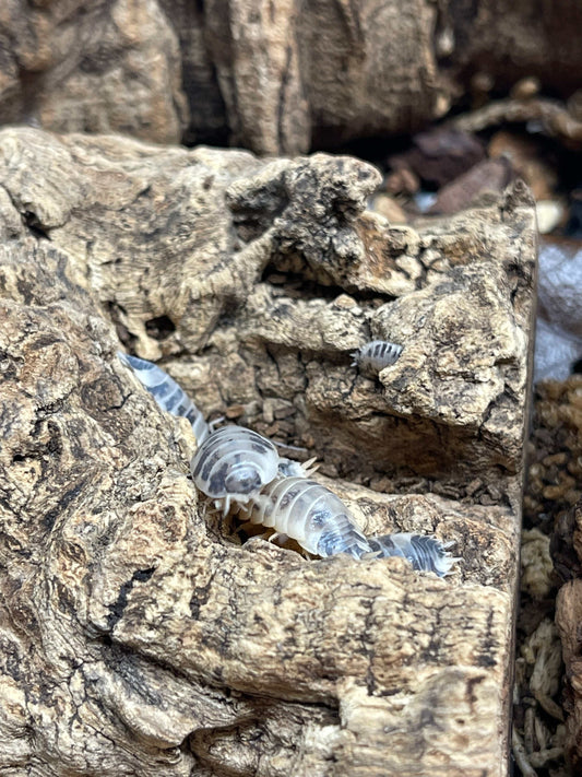 Dairy Cow Isopods