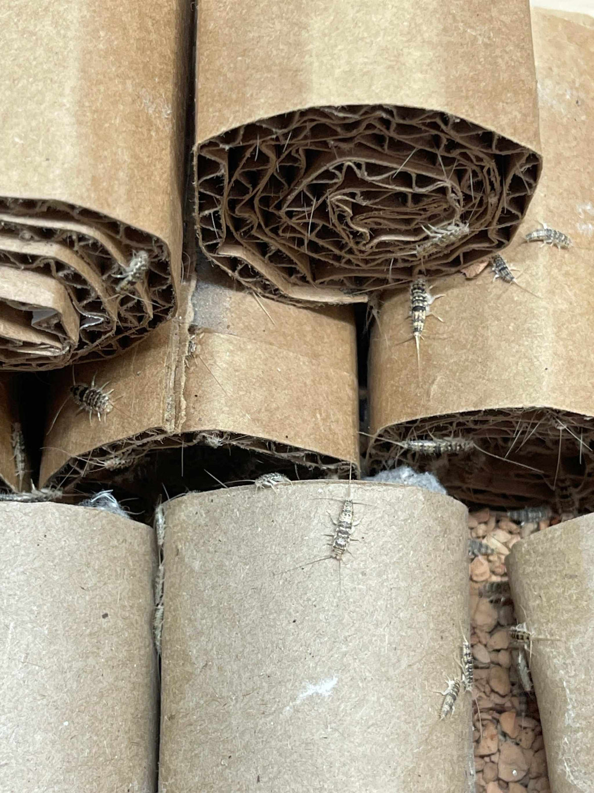 Firebrat (Thermobia domestica) starter culture with cardboard rolls and small insects crawling on them