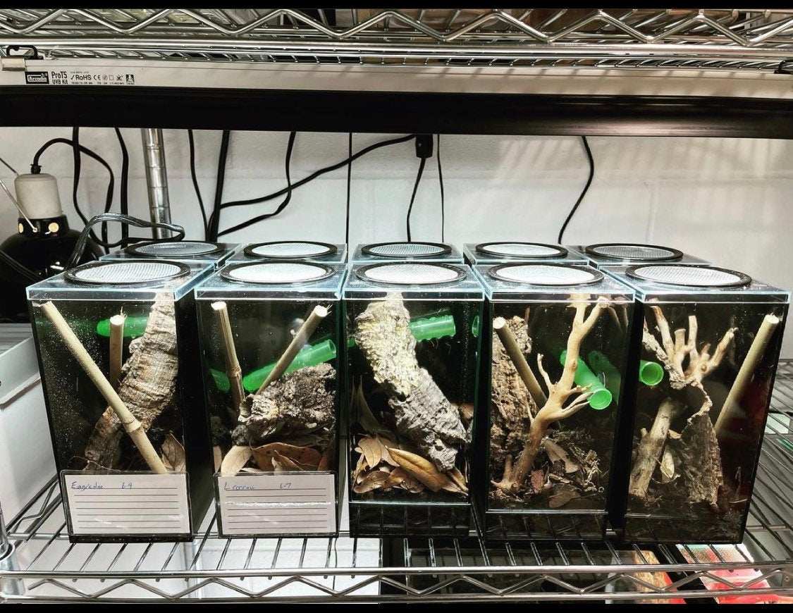 Dwarf Gecko Hatchling habitat