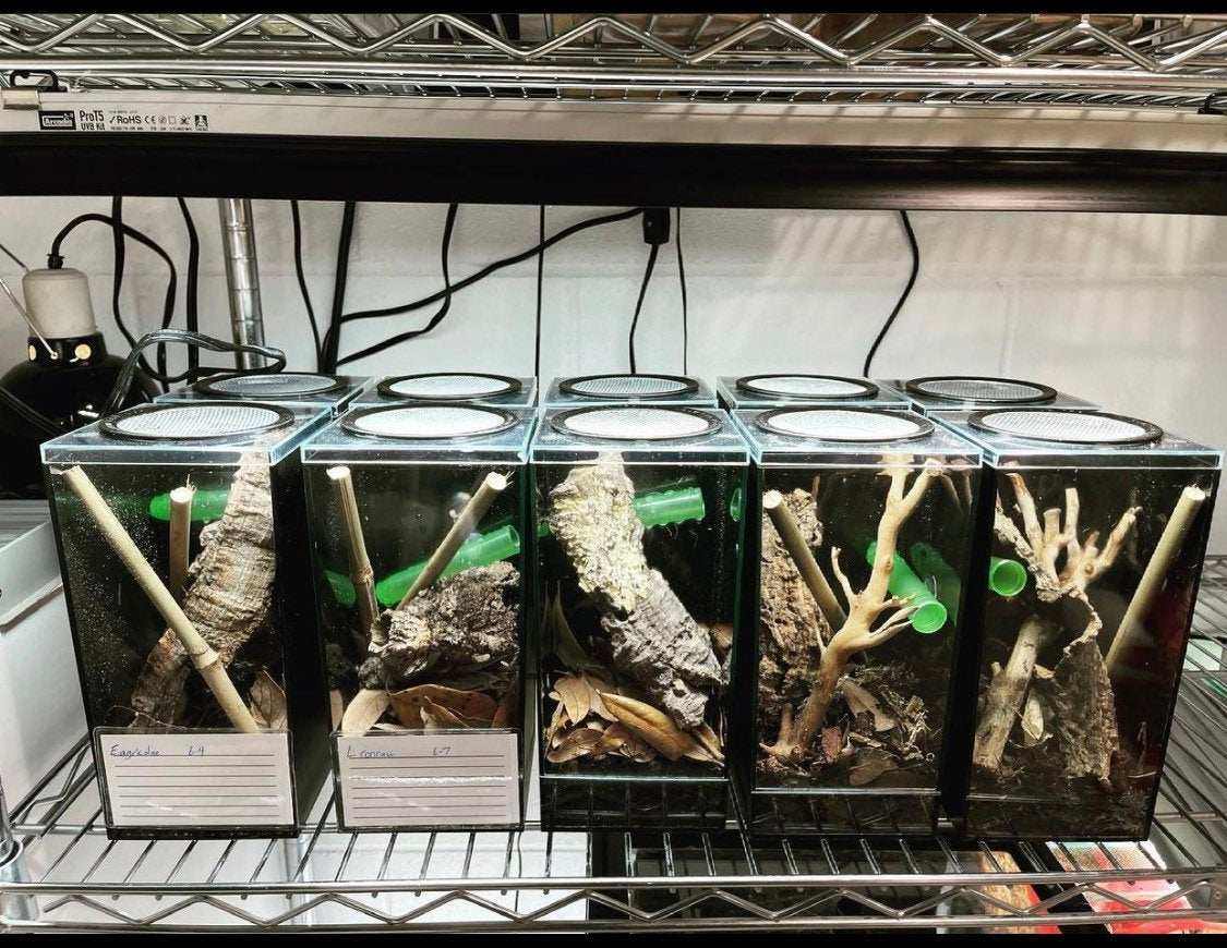 Dwarf Gecko Hatchling habitat