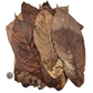 Colombian Cacao Leaf Litter