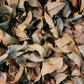 Peruvian Marupa Leaf Litter