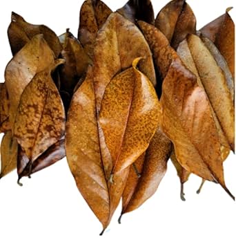Magnolia Leaf Litter – Long-Lasting Natural Leaf Litter for Bioactive Reptile & Amphibian Habitats