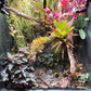 Thrive Ecosystems 12-Inch Double High CRI Vivarium Light - Full Spectrum LED for Lush Plant Growth and Vibrant Terrariums