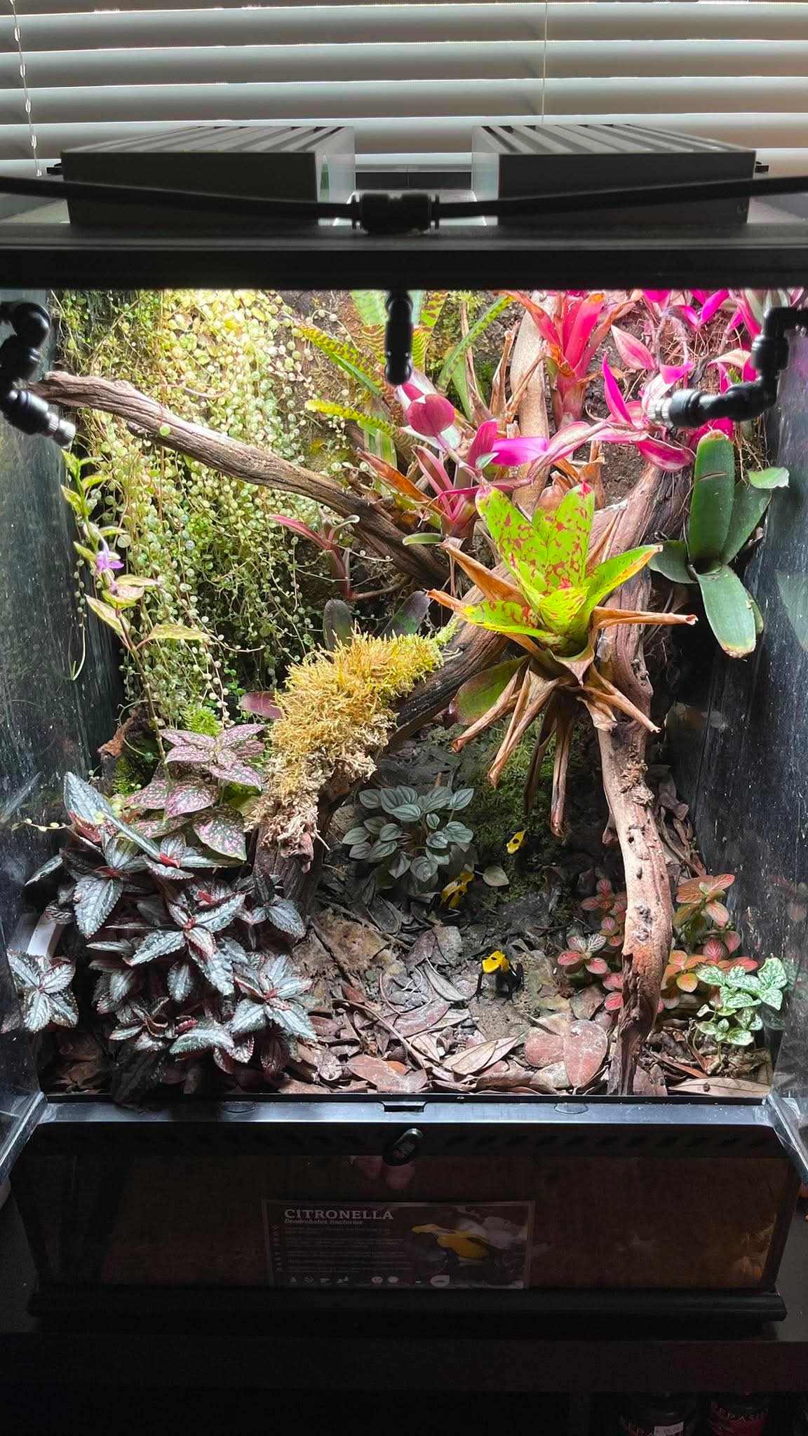Thrive Ecosystems 12-Inch Double High CRI Vivarium Light - Full Spectrum LED for Lush Plant Growth and Vibrant Terrariums