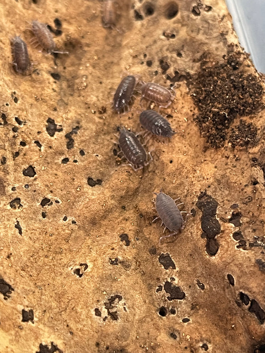 Powder Blue Isopods-Porcellionides pruinosus