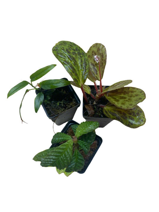 Premium Terrarium Plant Packages