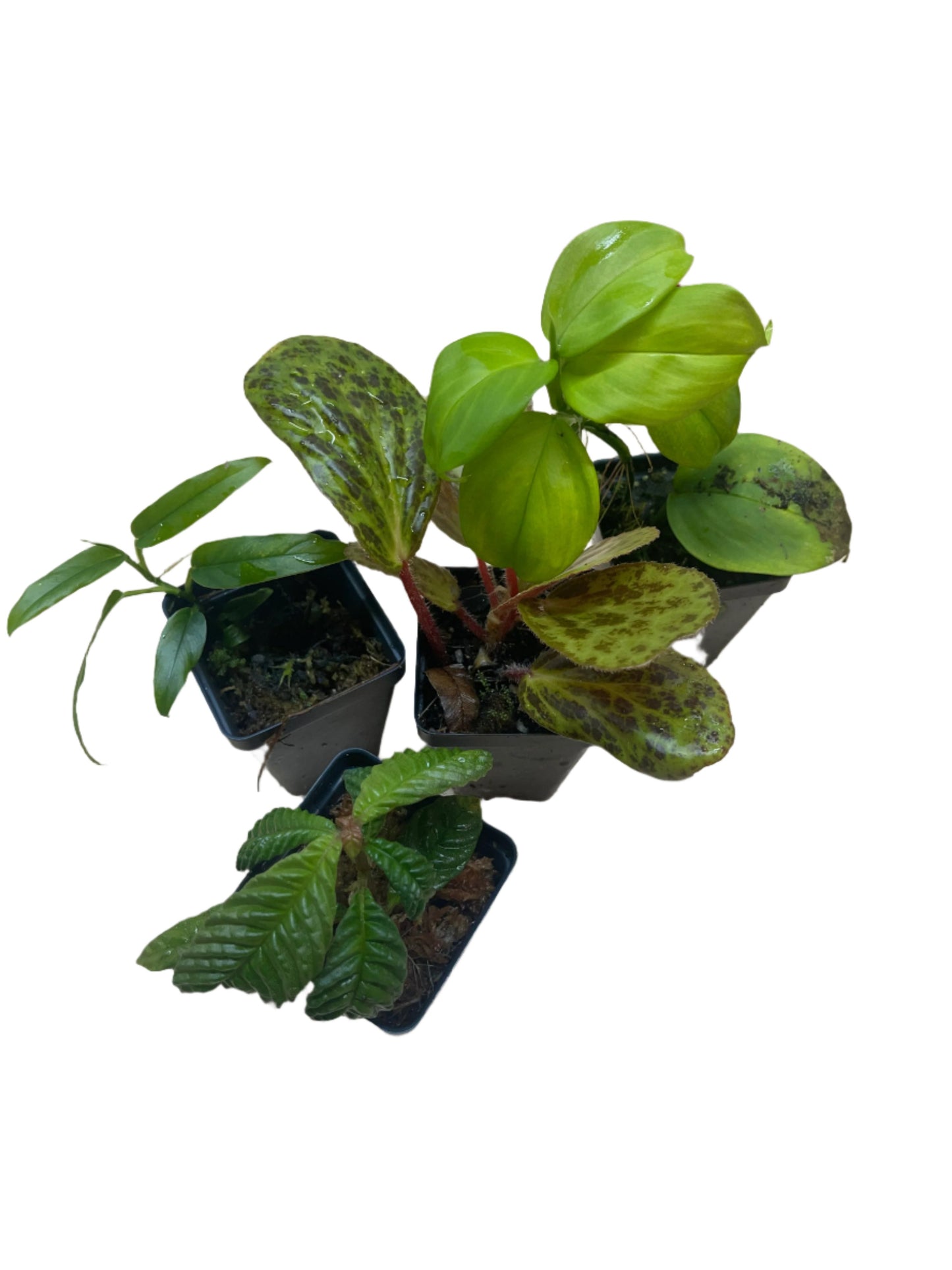 Premium Terrarium Plant Packages