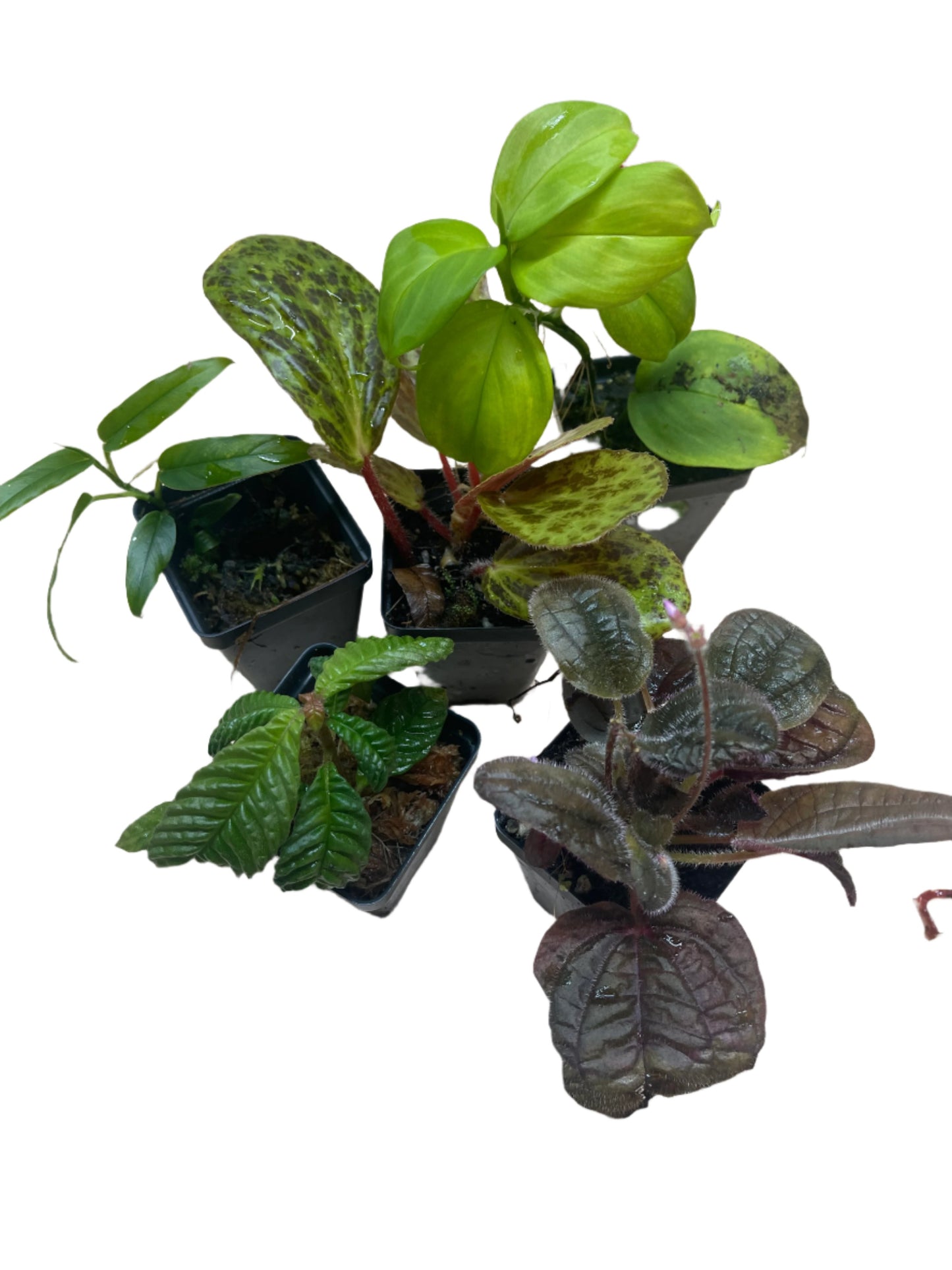 Premium Terrarium Plant Packages