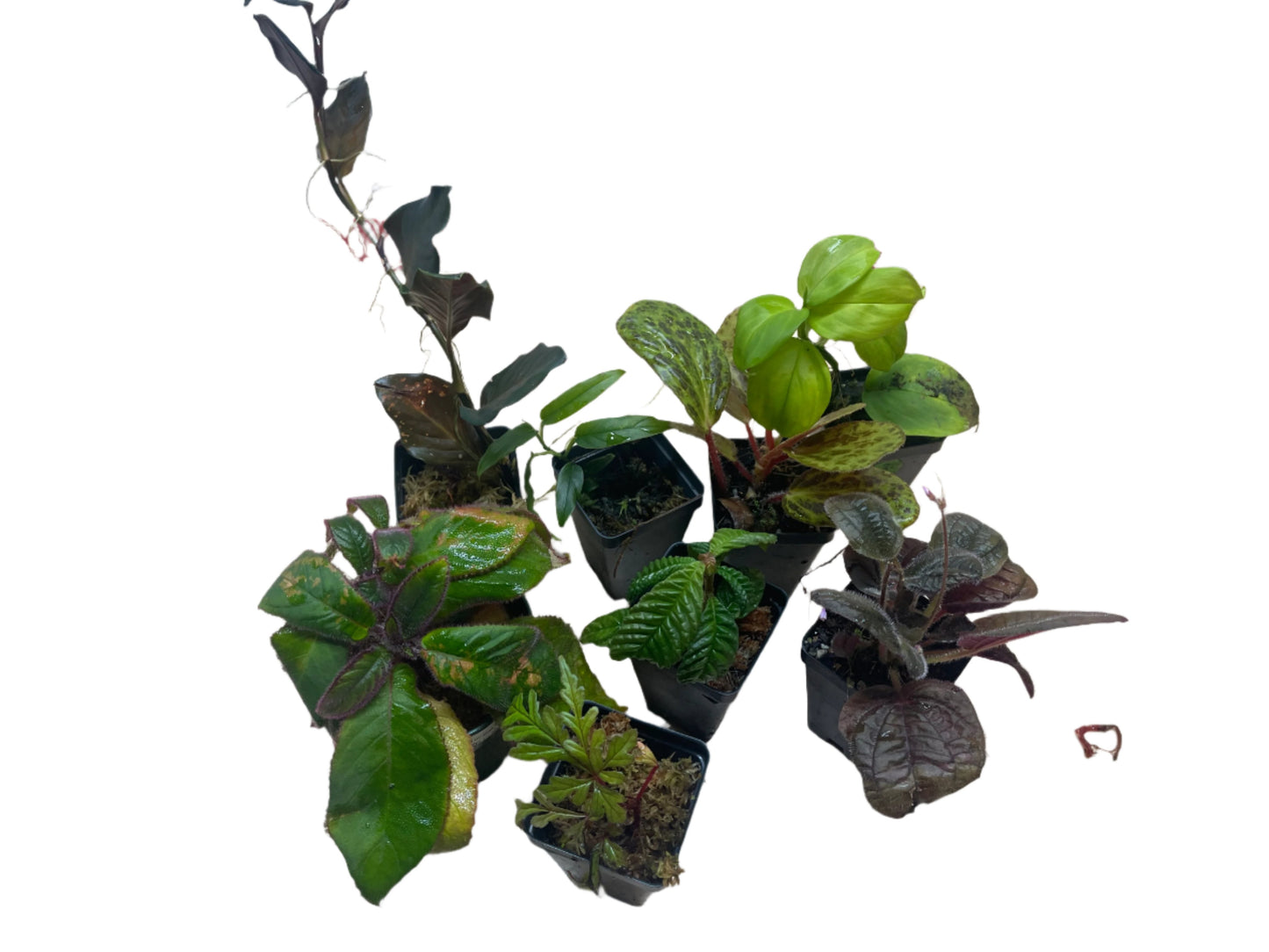 Premium Terrarium Plant Packages