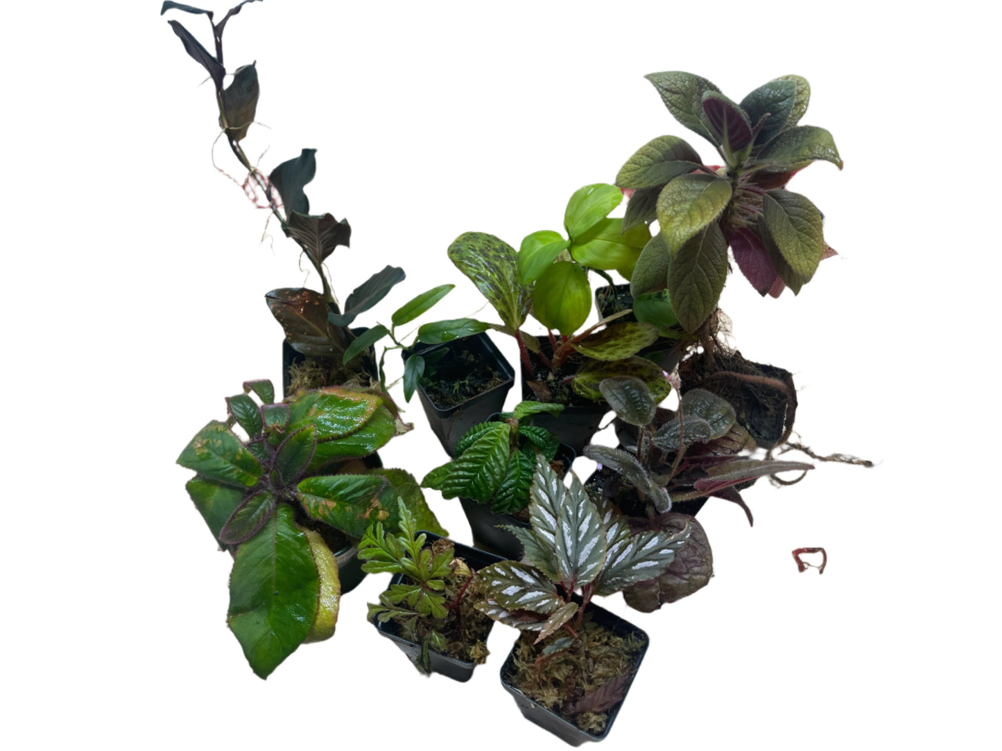 Premium Terrarium Plant Packages