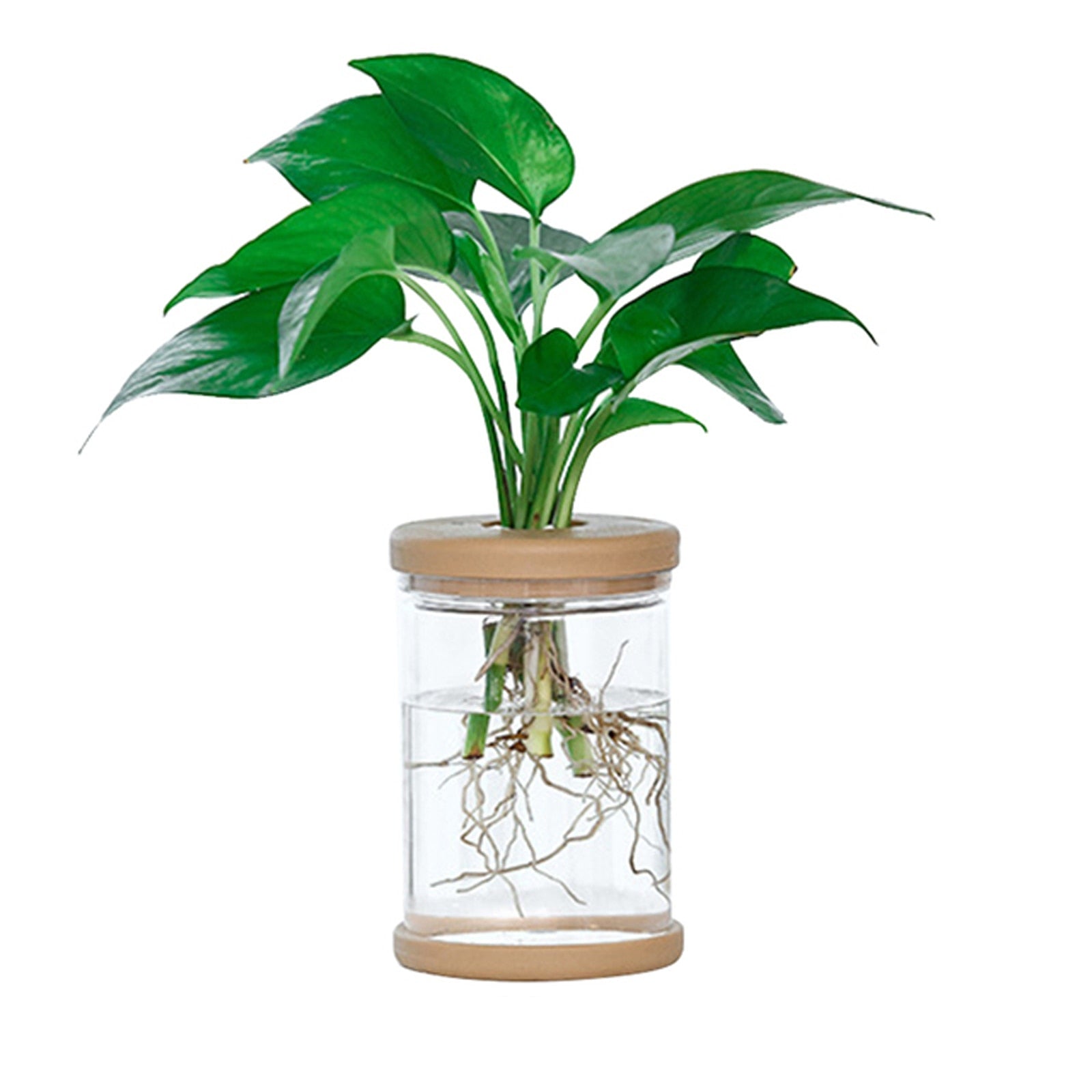 plant pots indoor small Mini Hydroponic Flower Pot: Transparent Glass Soilless Plant Pot for H – Thrive Ecosystems