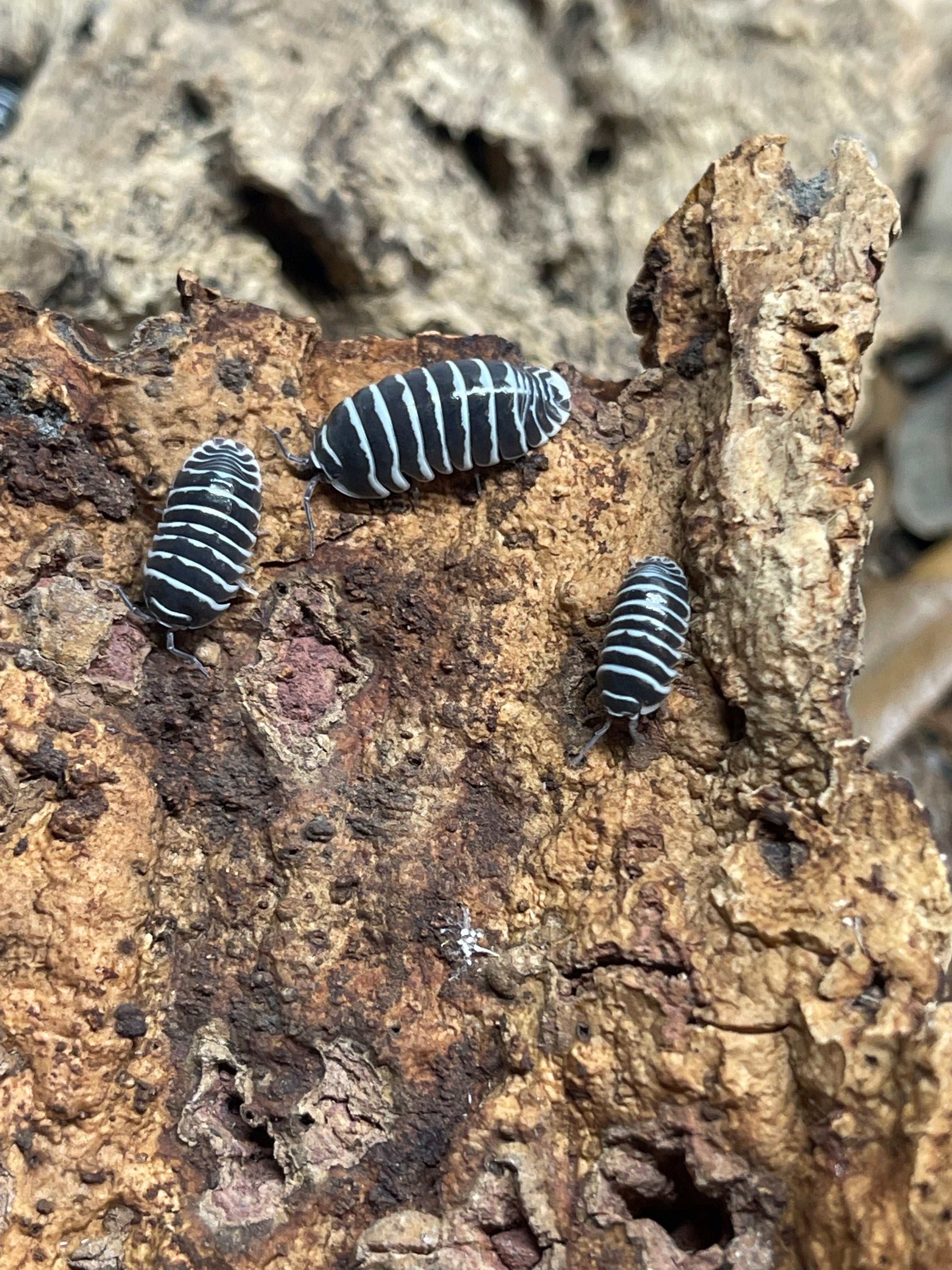 Zebra Isopod – Thrive Ecosystems