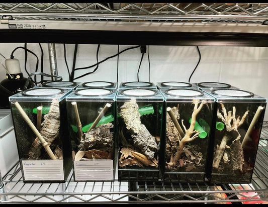 Dwarf Gecko Hatchling habitat